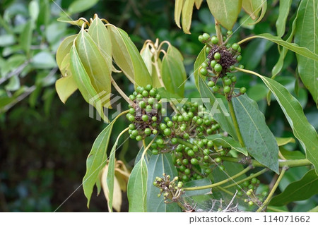 白玉的幼果 114071662