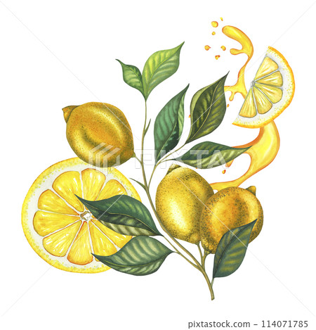 Watercolor lemon juicy branch with leaves, yellow lemons, watercolour splash, flying cut pease of citrus fruit. Hand painted yellow fruits isolated on white background. Fresh illustration for design 114071785