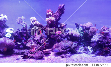 Beautiful large blue light aquarium various seawater fish and coral reef. Beautiful large blue light aquarium various seawater fish and coral reef. 114072535