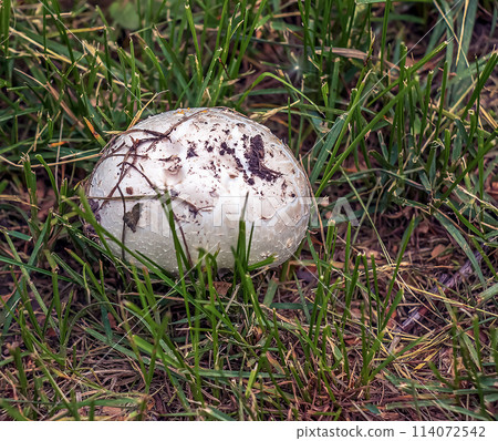 Giant Golovach Latin Calvatia gigantea is a species of fungi from the genus Golovach. Bovista Giant Golovach Latin Calvatia gigantea is a species of fungi from the genus Golovach. Bovista 114072542