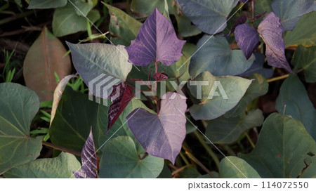 Black heart purple sweet potato vine plant. The young shoots and leaves are sometimes eaten as greens and root used as a root vegetable. Black heart purple sweet potato vine plant. The young shoots and leaves are sometimes eaten as greens and root used as a root vegetable. 114072550