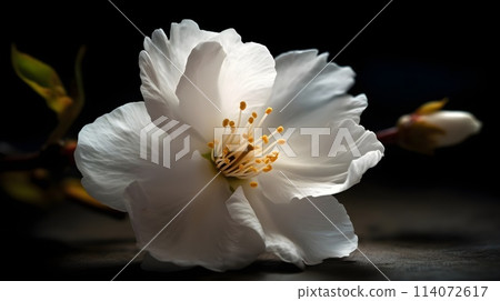 Beautiful close up a branch of a white cherry blossom flower or Sakura flower dark background. 114072617