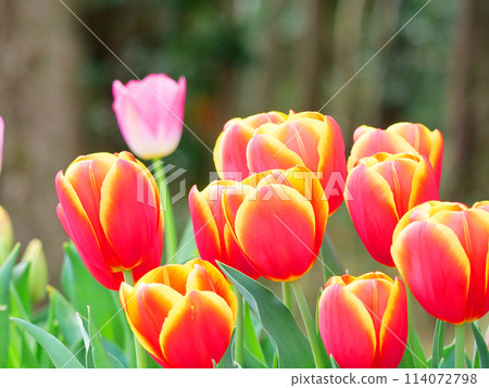 Red tulip in full bloom Red tulip in full bloom 114072798
