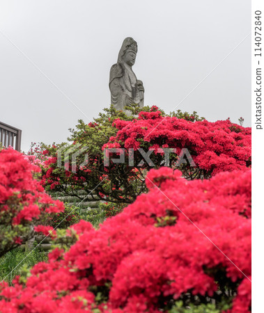 Kasama Azalea Park in full bloom in Kasama City, Ibaraki Prefecture 114072840