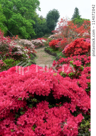茨城縣笠間市笠間杜鵑花公園，杜鵑花盛開 114072842
