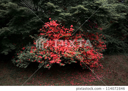 Kasama Azalea Park in full bloom in Kasama City, Ibaraki Prefecture 114072846