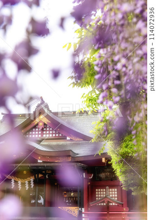 茨城縣笠間市笠間稻荷神社的紫藤架 茨城縣笠間市笠間稻荷神社的紫藤架 114072936