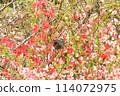 春天，鮮花圍繞 114072975