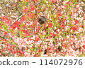 春天，鮮花圍繞 114072976