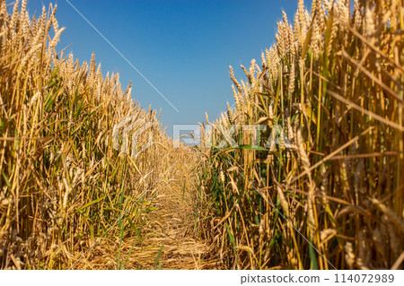 Close up Field ripe wheat under blue sky with clouds, harvest season. Agriculture farming concept Close up Field ripe wheat under blue sky with clouds, harvest season. Agriculture farming concept 114072989