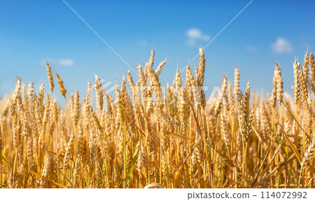 Close up Field ripe wheat under blue sky with clouds, harvest season. Agriculture farming concept 114072992
