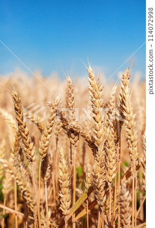 Close up Field ripe wheat under blue sky with clouds, harvest season. Agriculture farming concept Close up Field ripe wheat under blue sky with clouds, harvest season. Agriculture farming concept 114072998