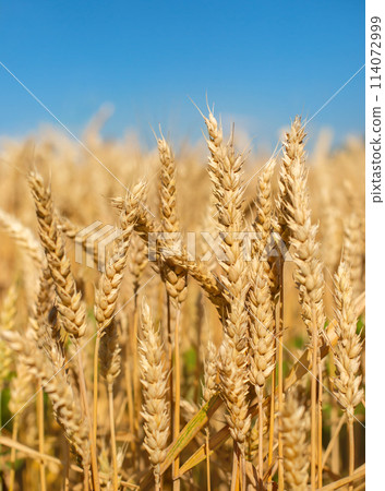 Close up Field ripe wheat under blue sky with clouds, harvest season. Agriculture farming concept Close up Field ripe wheat under blue sky with clouds, harvest season. Agriculture farming concept 114072999