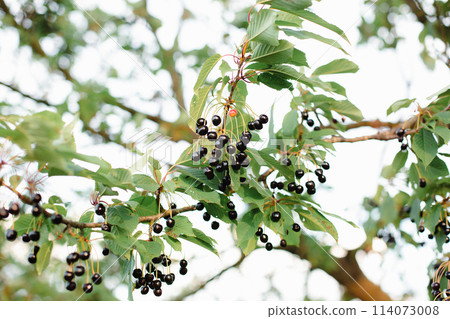 Branches of cherries ripening in the garden. Summer fruit harvest and organic produce concept 114073008