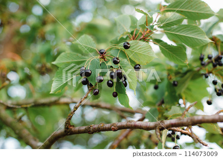 Branches of cherries ripening in the garden. Summer fruit harvest and organic produce concept 114073009