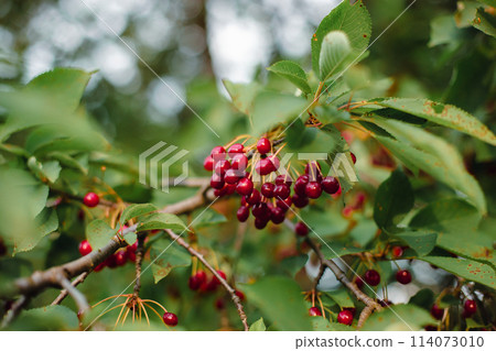 Branches of cherries ripening in the garden. Summer fruit harvest and organic produce concept 114073010