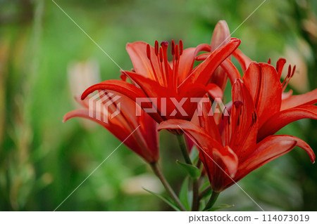Red Asiatic lilies blooming in a garden. Horticulture and natural beauty concept 114073019