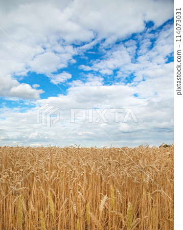 Field of ripe wheat under blue sky with clouds, harvest season. Agriculture and farming concept 114073031