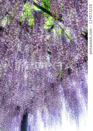 茨城縣潮來市潮來鳶尾花園的紫藤架 茨城縣潮來市潮來鳶尾花園的紫藤架 114073228