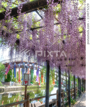 Wisteria trellis at Itako Iris Garden, Itako City, Ibaraki Prefecture 114073229