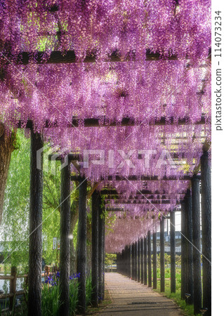 Wisteria trellis at Itako Iris Garden, Itako City, Ibaraki Prefecture 114073234