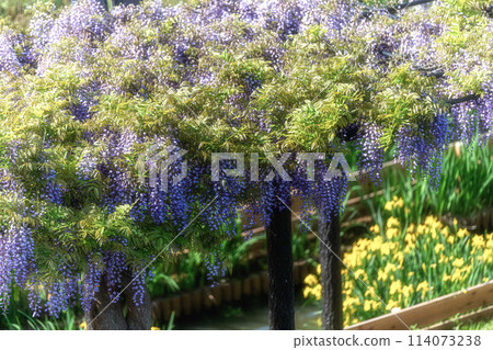 Wisteria trellis at Itako Iris Garden, Itako City, Ibaraki Prefecture 114073238