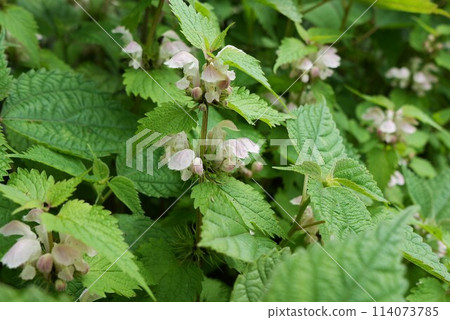 A cluster of dead nettles A cluster of dead nettles 114073785