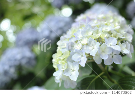 附近的繡球花 114073802