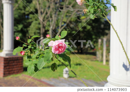 玫瑰花廣播時代 玫瑰花廣播時代 114073903