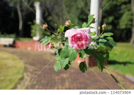 Rose Flower Radio Times Rose Flower Radio Times 114073904