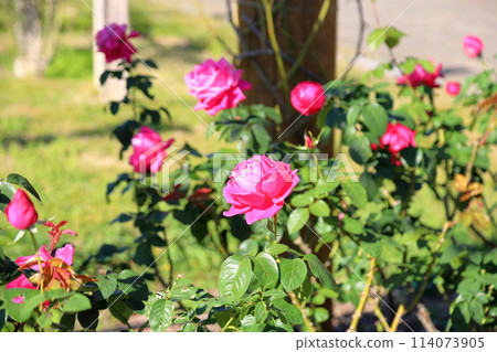 Rose flower Maria Callas 114073905