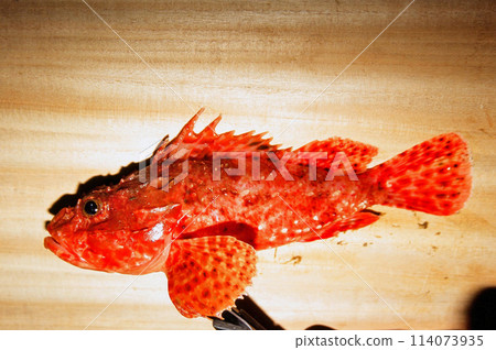 The Izukasago, commonly known as Onikasago 114073935