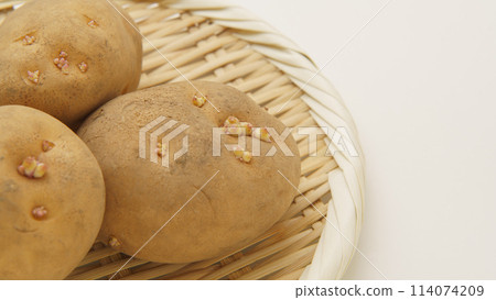 Sprouted potatoes (Danshaku potatoes) 114074209