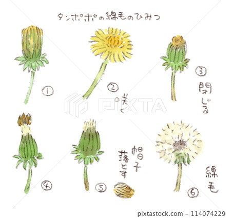 春天植物蒲公英的轉變。水彩插圖觀察從花朵到絨毛的順序 114074229