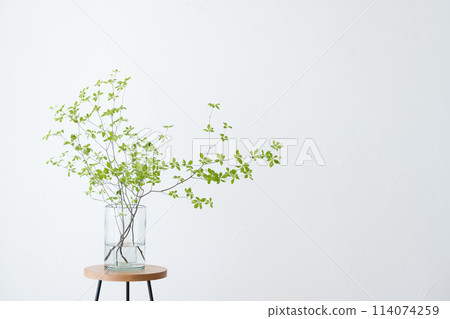 Enkianthus campanulatus in a glass vase 114074259