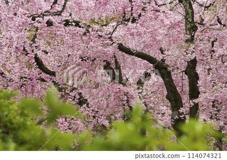 Beautiful pink weeping tree Beautiful pink weeping tree 114074321