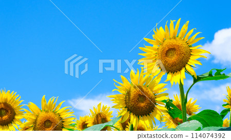 向日葵 114074392