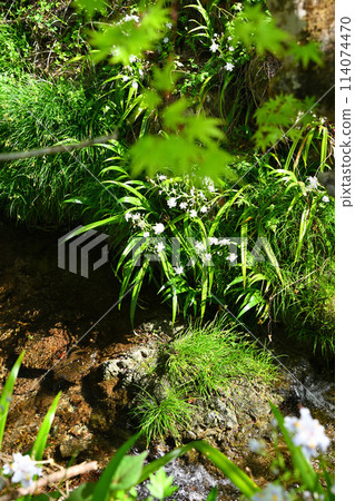 Spring - the season of fresh greenery - the waterside of the Mitaki River - a view from the forest road to Kuroyama Mitaki 114074470