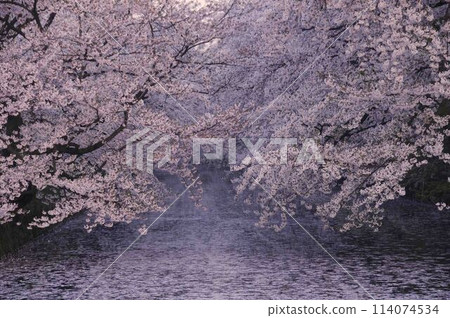 弘前城堡公園 114074534