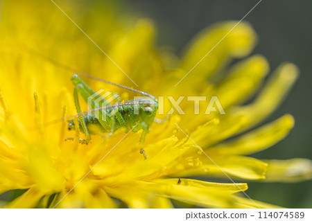 Tettigonia orientalis 幼蟲吃蒲公英花粉 Tettigonia orientalis 幼蟲吃蒲公英花粉 114074589