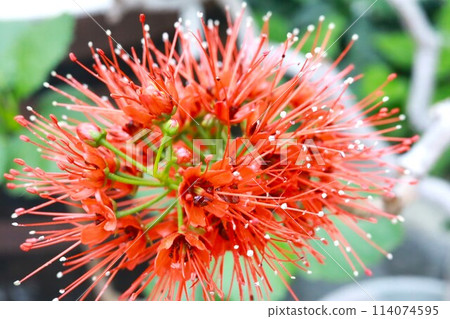 葛蕾亞·薩瑟蘭迪 114074595