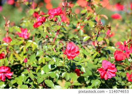 玫瑰花 玫瑰花 114074653