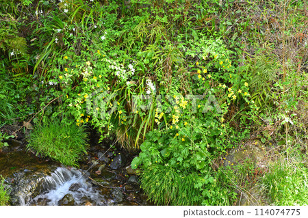 Spring - Yamabuki and Iris saga flowers, the season of fresh greenery, the waterside of the Mitakigawa River, the view from the forest road to Kuroyama Mitaki Waterfalls 114074775