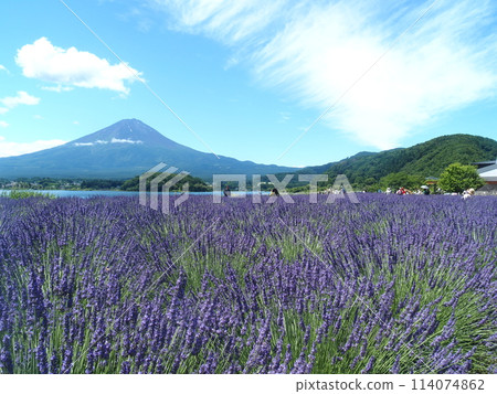Lavender blooming under a blue sky and towering Mt. Fuji Lavender blooming under a blue sky and towering Mt. Fuji 114074862