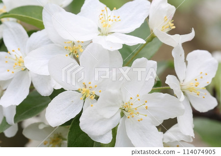 Nature Plants Japanese quince, fully opened flower. A five-petaled flower of about 3 cm in size, red when in bud or half-open. 114074905