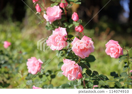 Rose Flower Princess Aiko 114074910