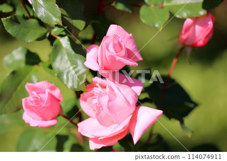 Rose flowers Princess Aico Rose flowers Princess Aico 114074911