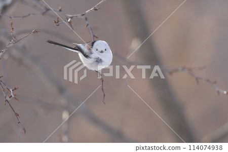 A long-tailed tit looking this way A long-tailed tit looking this way 114074938