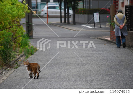 Cat walking on the road 114074955