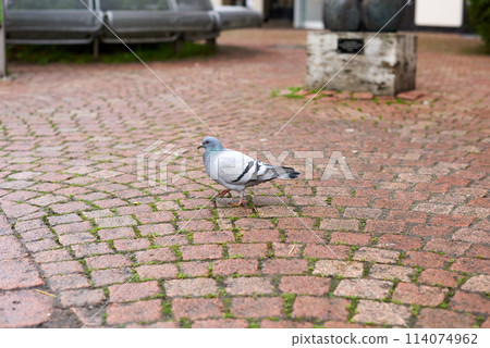 Urban Pigeon on Pavement Walkway. Urban Pigeon Walking Along the Road. Witness the simplicity of urban life with this image capturing a pigeon leisurely strolling along a tiled pavement walkway. The 114074962